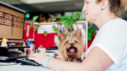 pets at work caso estudio