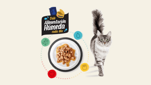 Alimentación húmeda para gatos