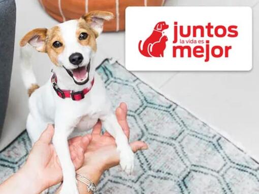 Perro con cuello rojo sentado al lado de la dueña