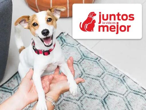 niño con su cachorro