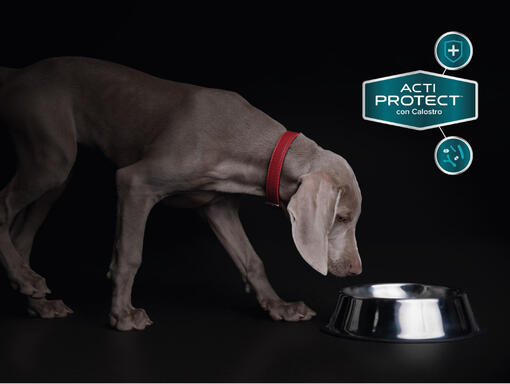 Comida para cachorros Purina® Pro Plan® Expert​