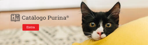 Purina Banner Descarga Material gato