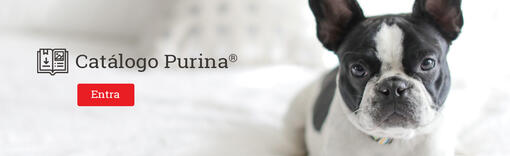 Purina Banner Descarga Material perro