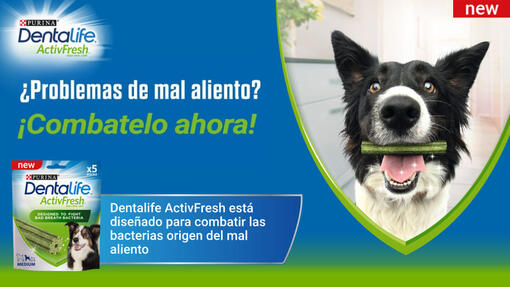 Dentalife® ActivFresh®