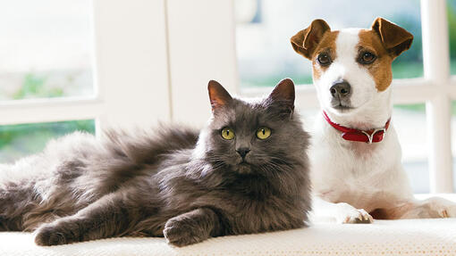 Perro y gato mirando a cámara