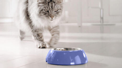 Gato acercándose a un bol azul de comida