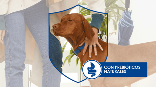 PURINA® DOG CHOW®  con prebióticos naturales