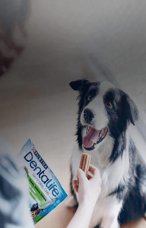 Dentalife perro