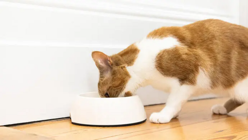 gato bebiendo agua