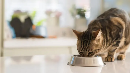 gato comiendo tranquilo