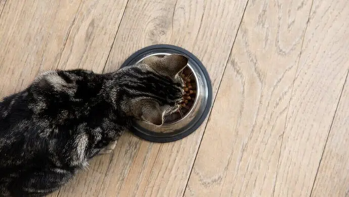 gato comiendo desde arriba