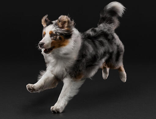 Próximamente: Buscador de suplementos de PRO PLAN® para perro