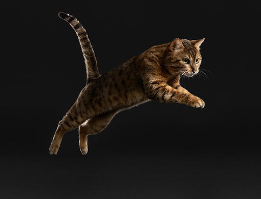 Próximamente: Buscador de suplementos de PRO PLAN® para gatos