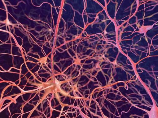 neuronas sobre fondo oscuro
