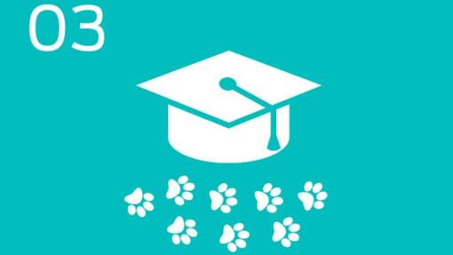 Educación infográfica para mascotas.