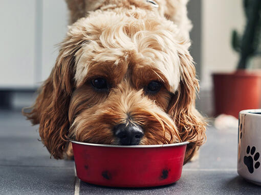 El perro esta comiendo