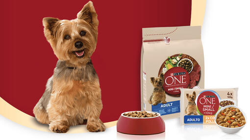 Comida para perros pequeños Purina ONE Mini