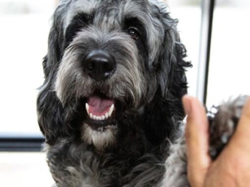 5 vídeos sobre adiestramiento canino