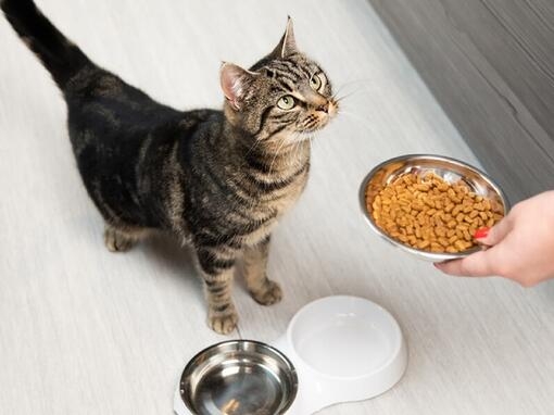 Alimentar a un gato adulto