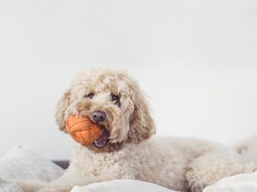 5 juegos para jugar con tu perro