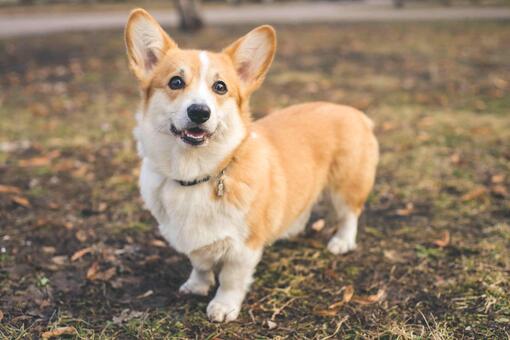 Consejos para una primera visita perfecta al veterinario del cachorro