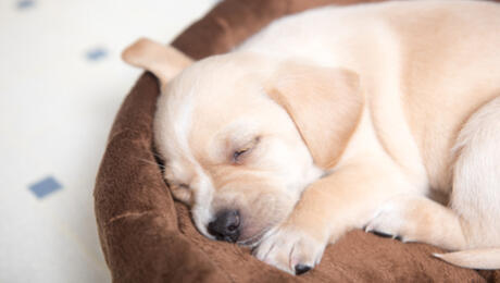 Cómo colocar la jaula para cachorros