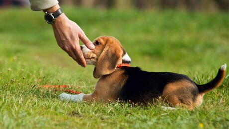 puppy training rules