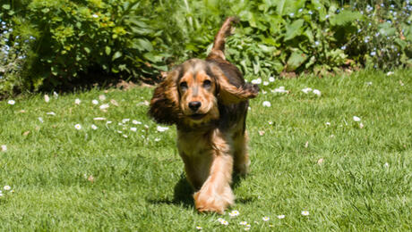 Puppy adolescence behaviour