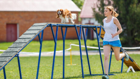 Puppy agility training