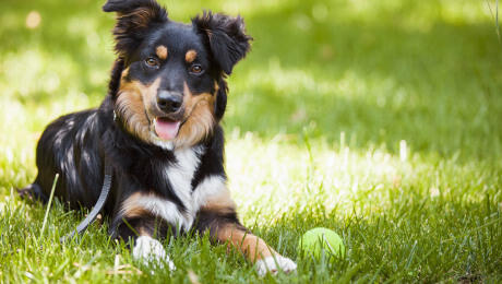 Training your puppy to lie down