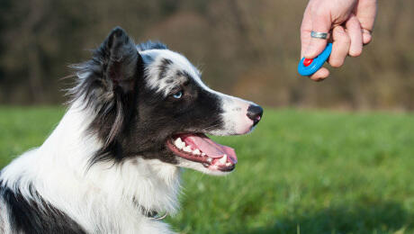 What is puppy clicker training