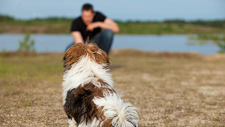 training puppy to come