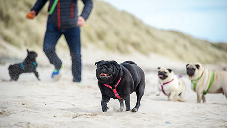 Puppy walking on the beach