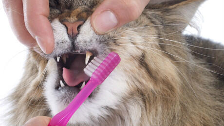 brushing your cats teeth