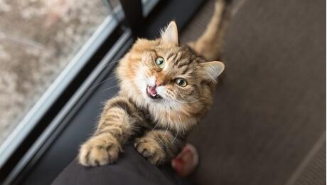Cat climbing leg