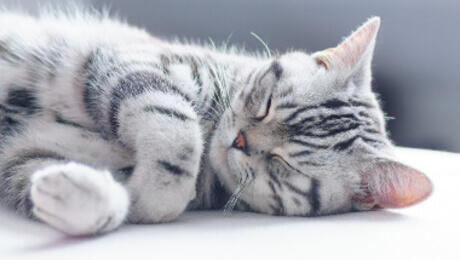 Cat sleeping