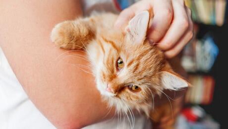 Ginger cat