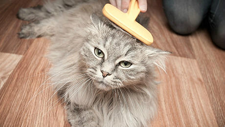 how to brush your kitten