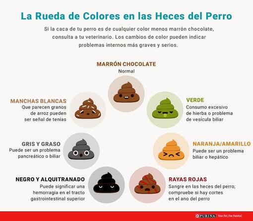 Colores de las heces del perro