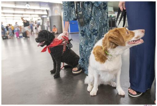 Perros en estación de renfe