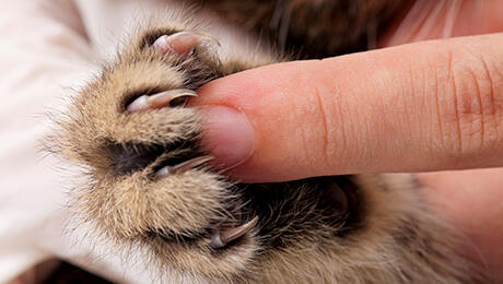 trimming your kittens claws