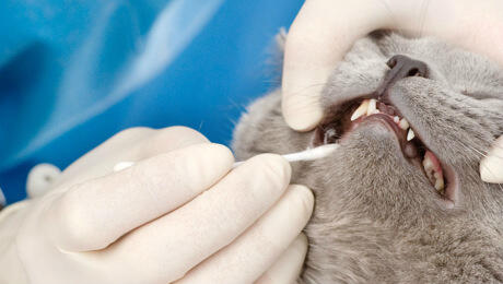 cat dental care