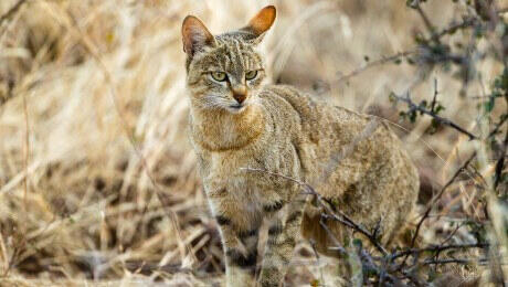 african wildcat