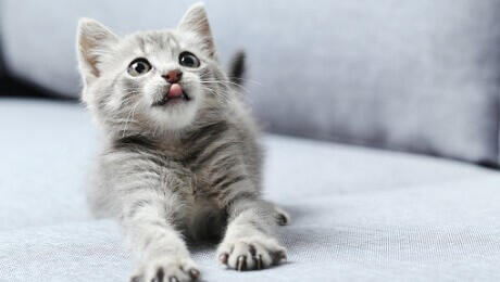 grey kitten on sofa