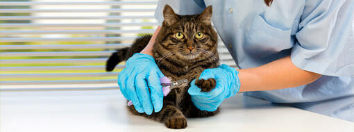 cat having nails trimmed