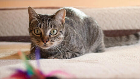 cat playing with toy