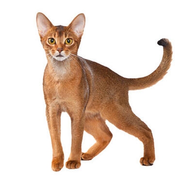 cat_abyssiniansorrel