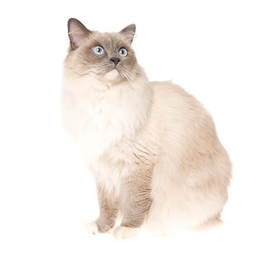 cat ragdoll