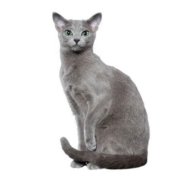 cat russian blue