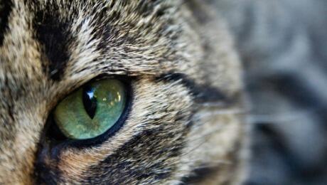 cats eye